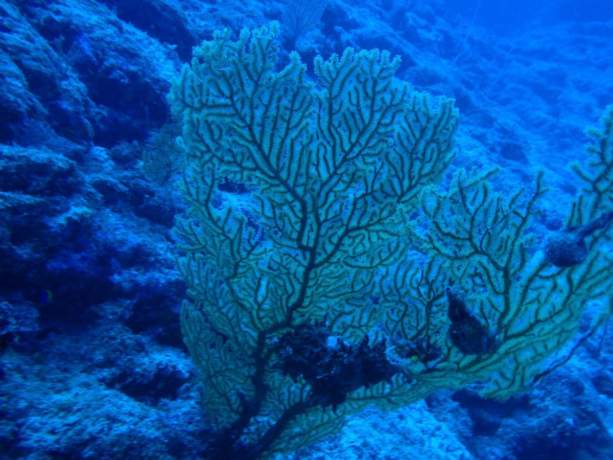Отель Sea Blue Онна Экстерьер фото